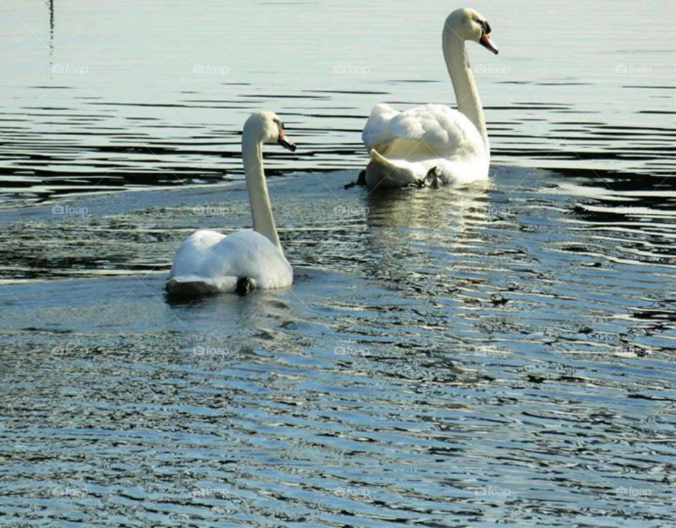 Swan, Bird, Mute, Water, Lake