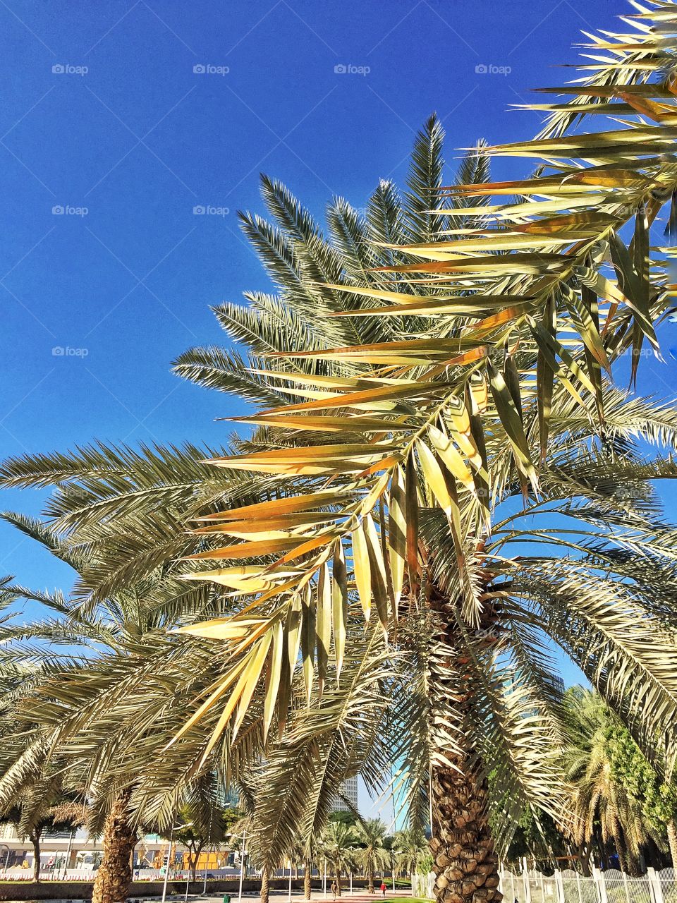 Tropical palms 