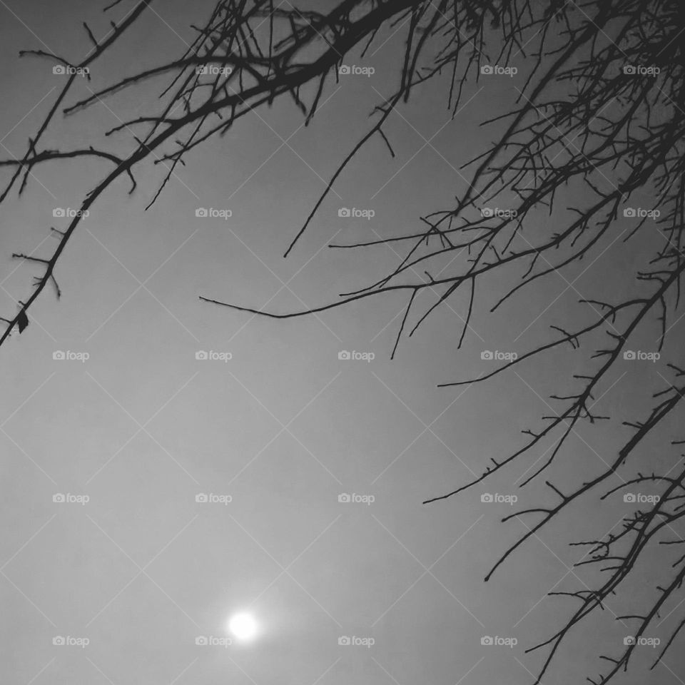 Stillness of the moon