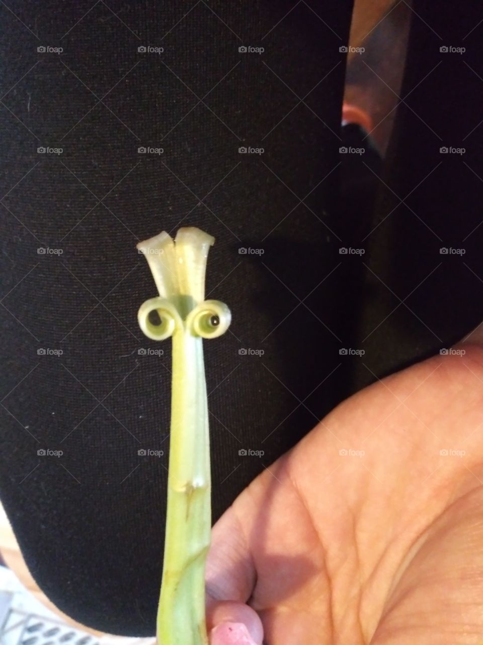 bottom of a Siamese dandelion