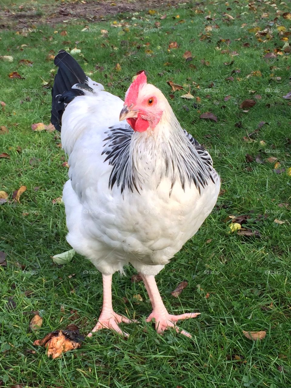 Hönan Agda. Sussex hen