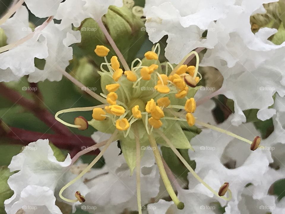 White flower with yellow pollens