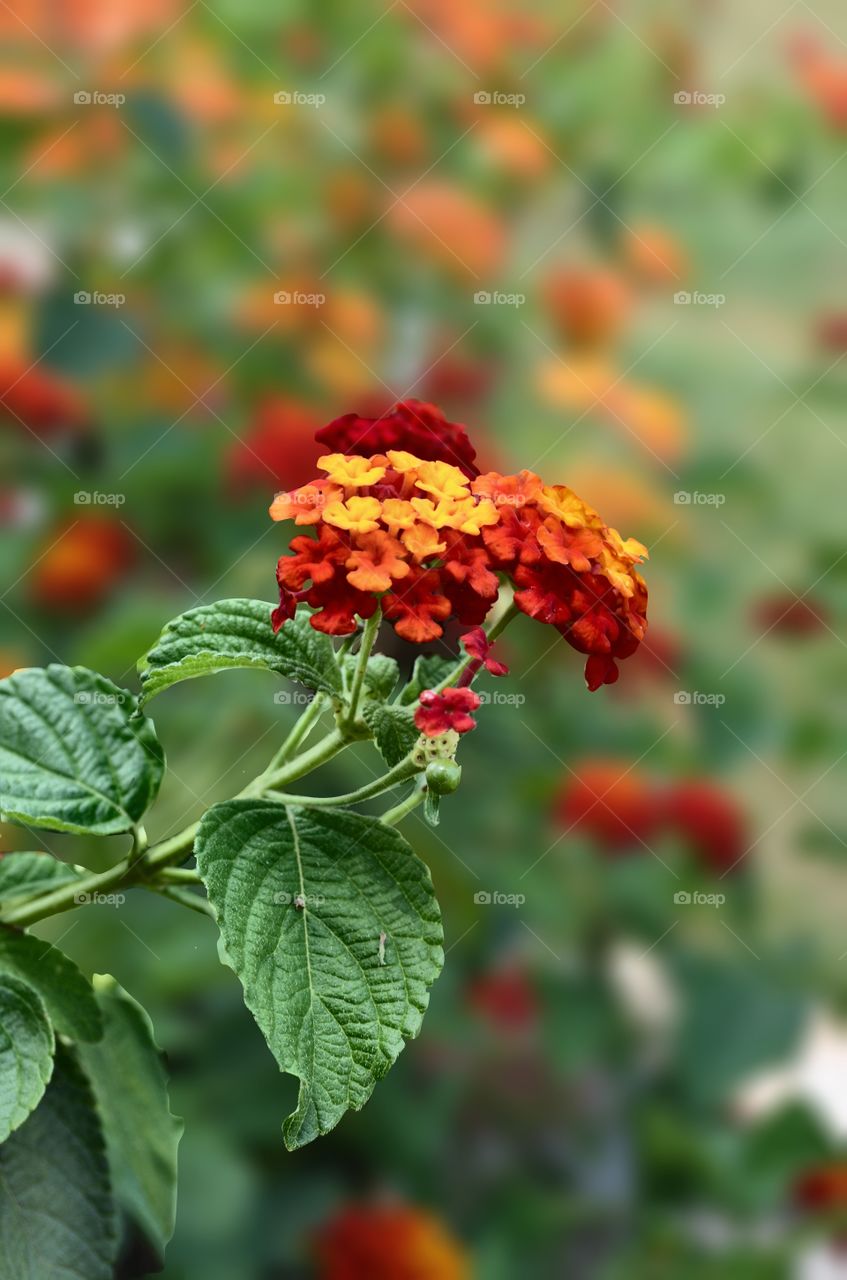 Lantana