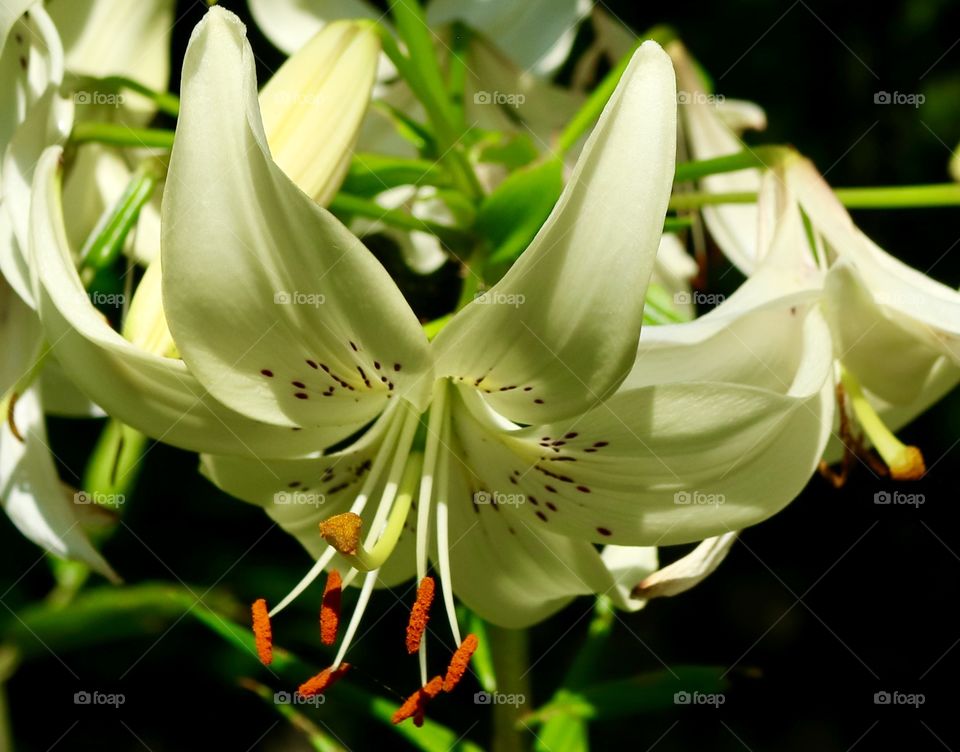 white lilies