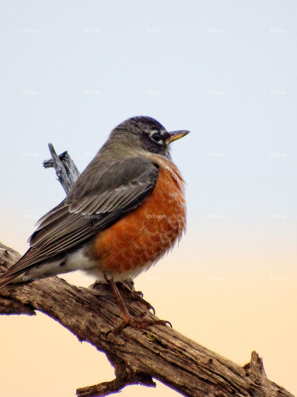 beautiful robin perched on a limb with soft background
