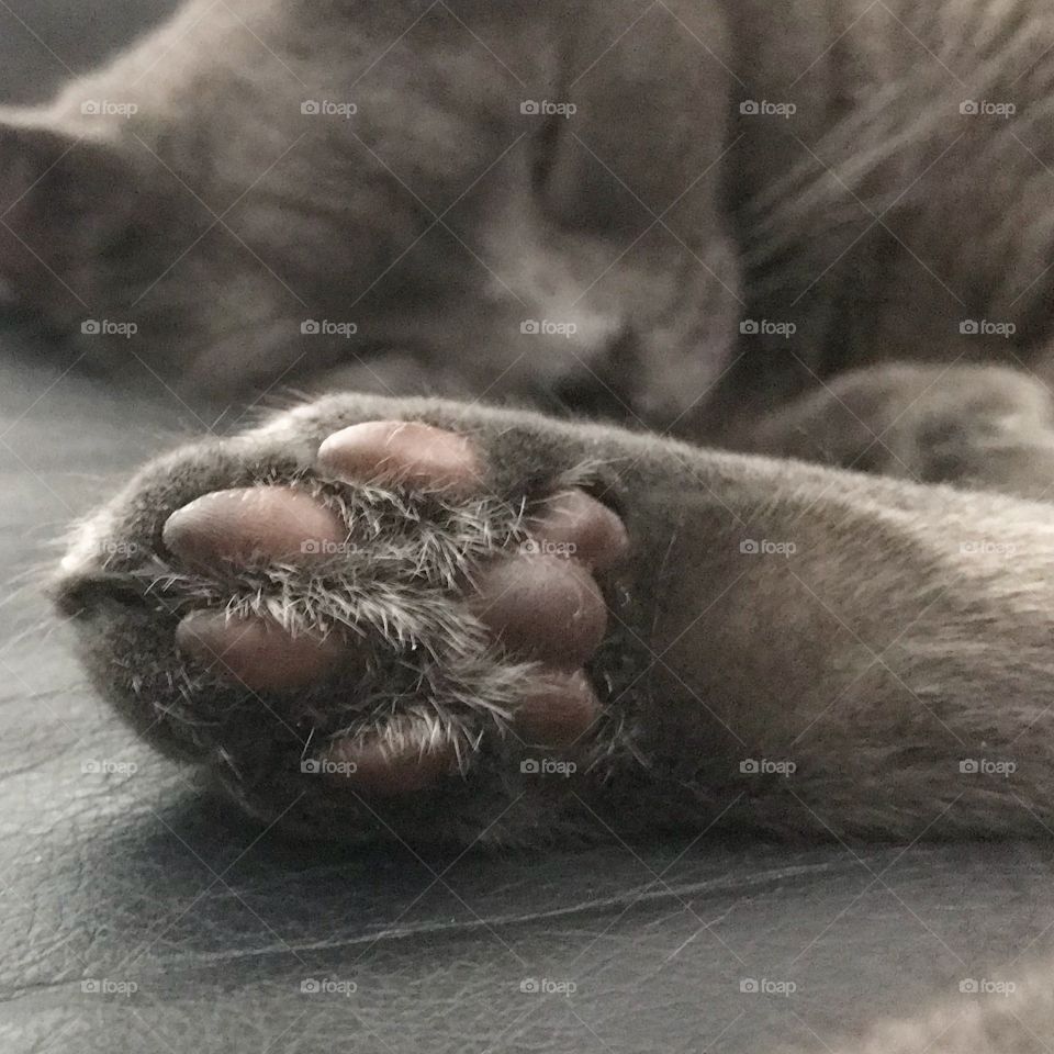 Gray cat jelly bean toes. 