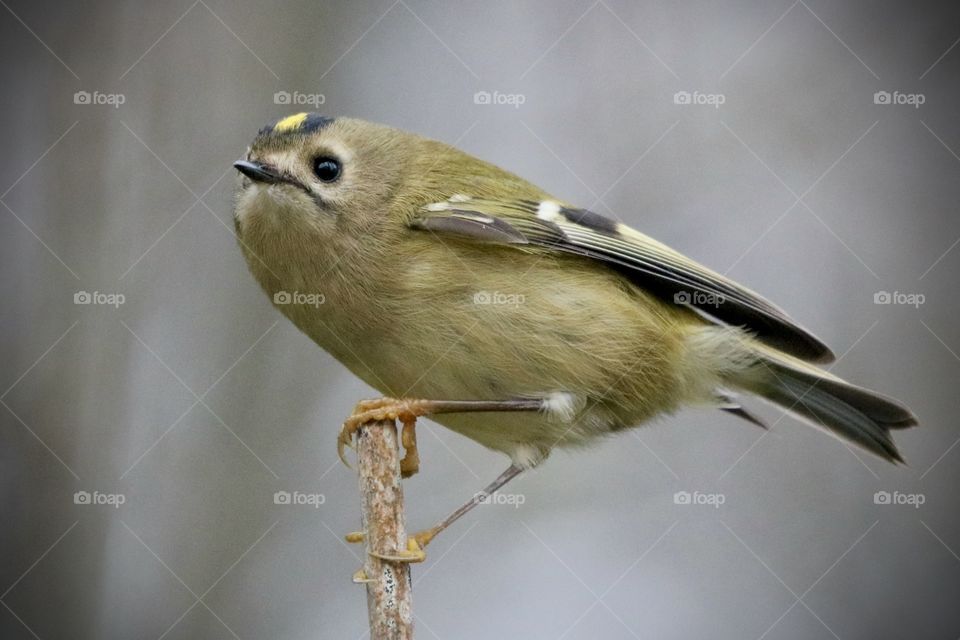 Goldcrest 