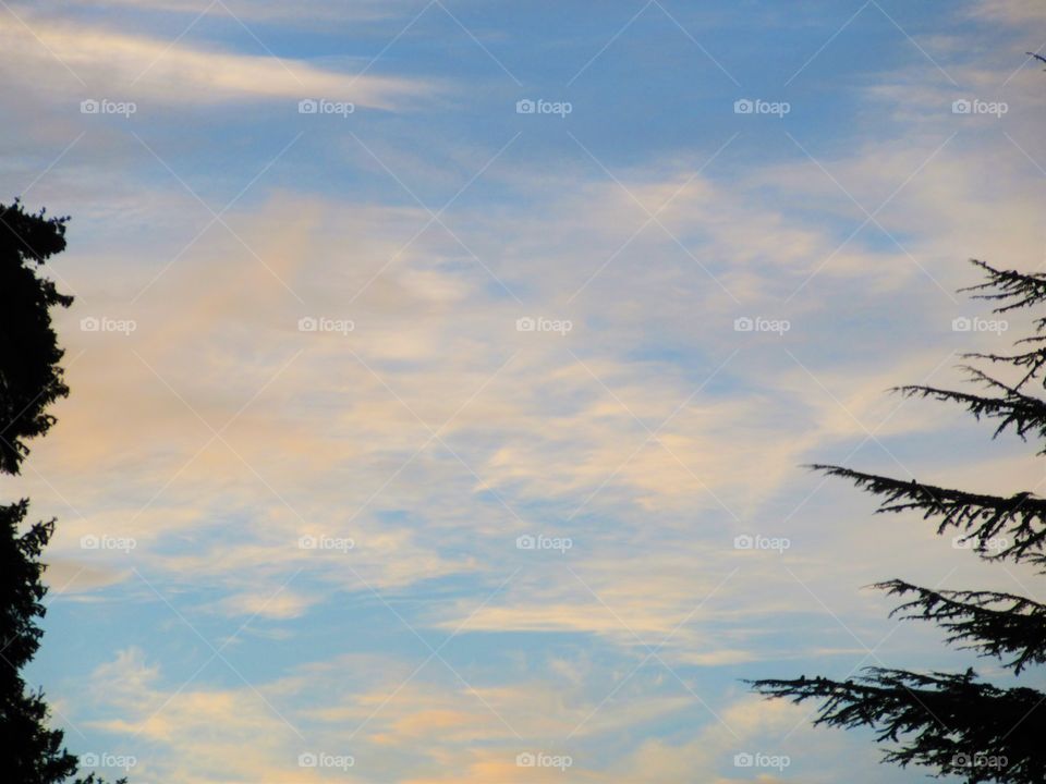 sunset with fir tree