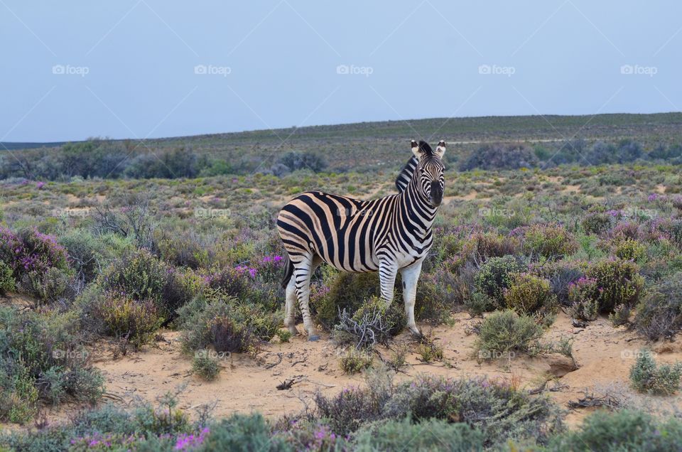 Safari in South Africa