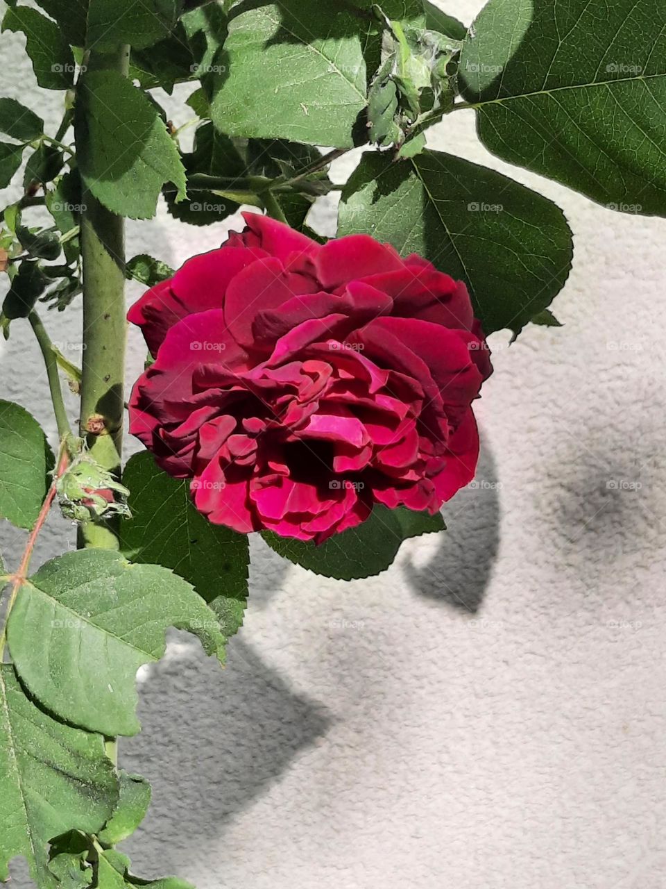 galic rose on sunny day