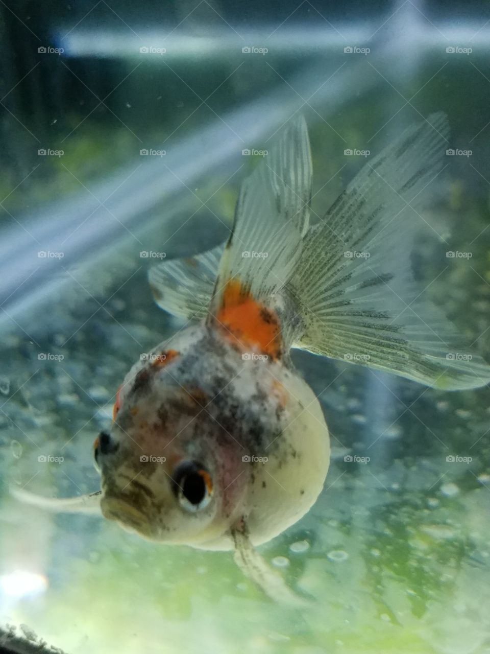 pearlscale goldfish