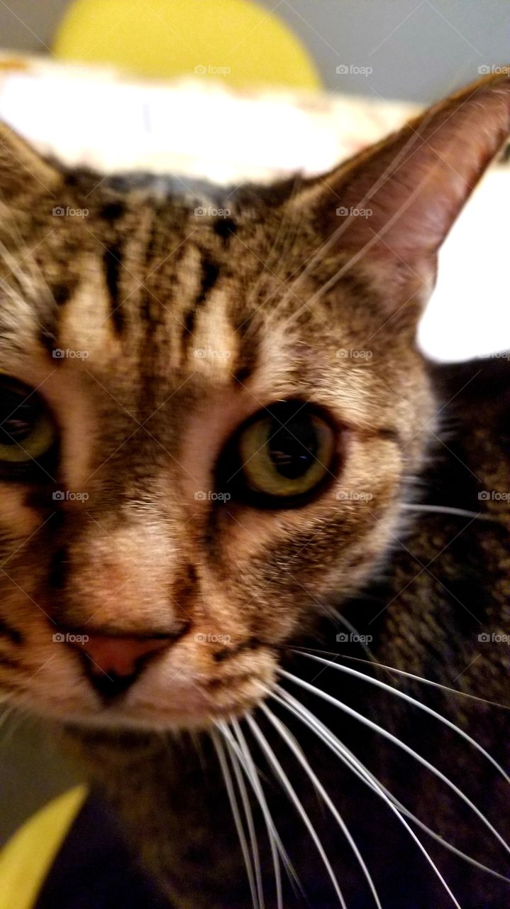 Chopin the cat from Italy