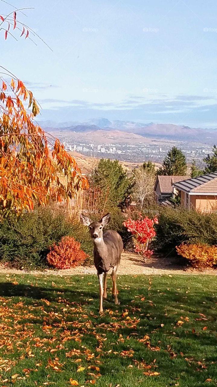 A wild doe looking for food in a residential neighborhood with the city of Reno in the background