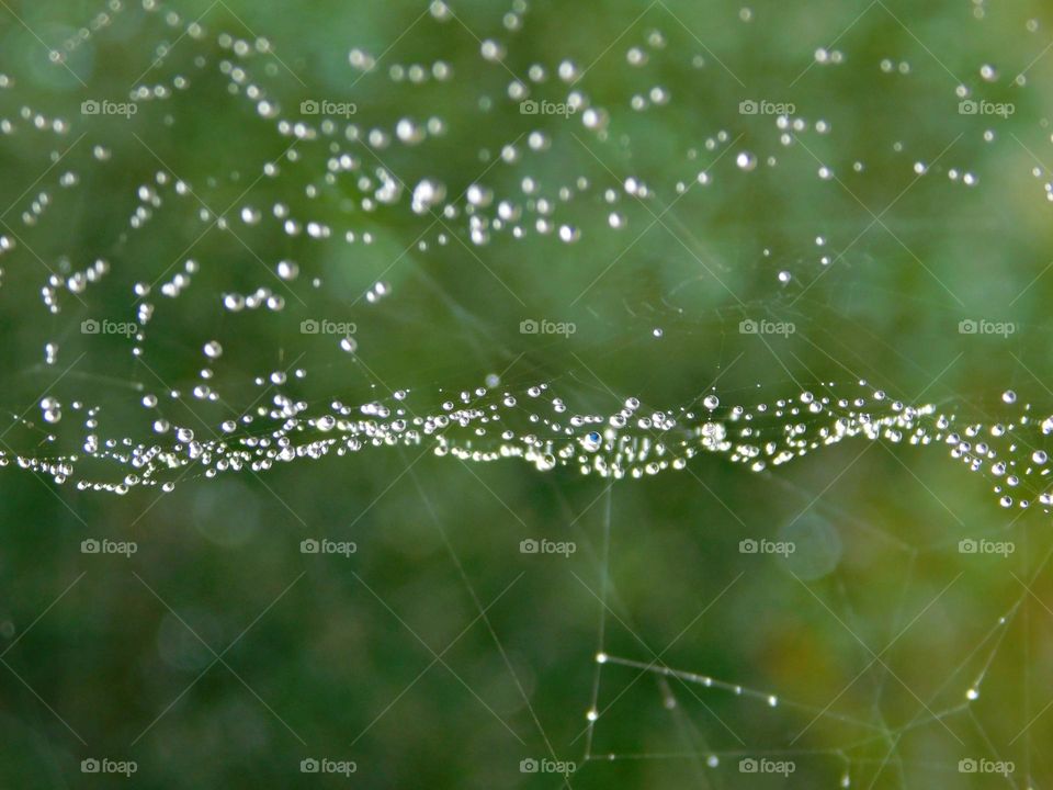 Liquids are cool - A closeup of beautiful dewdrops on a symmetrical spider web - like freshly cut diamonds