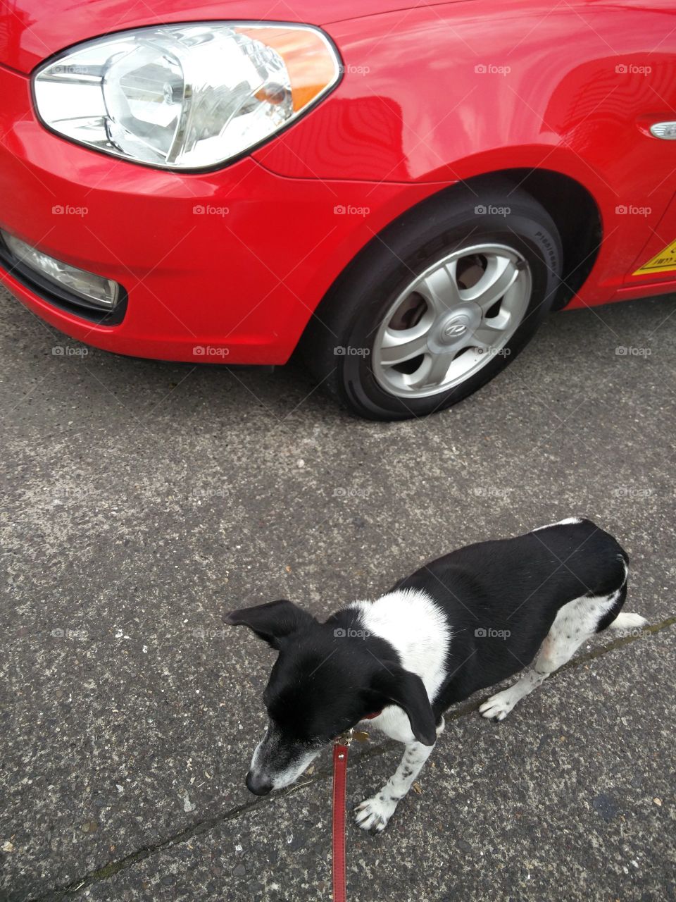 red car and dog lead