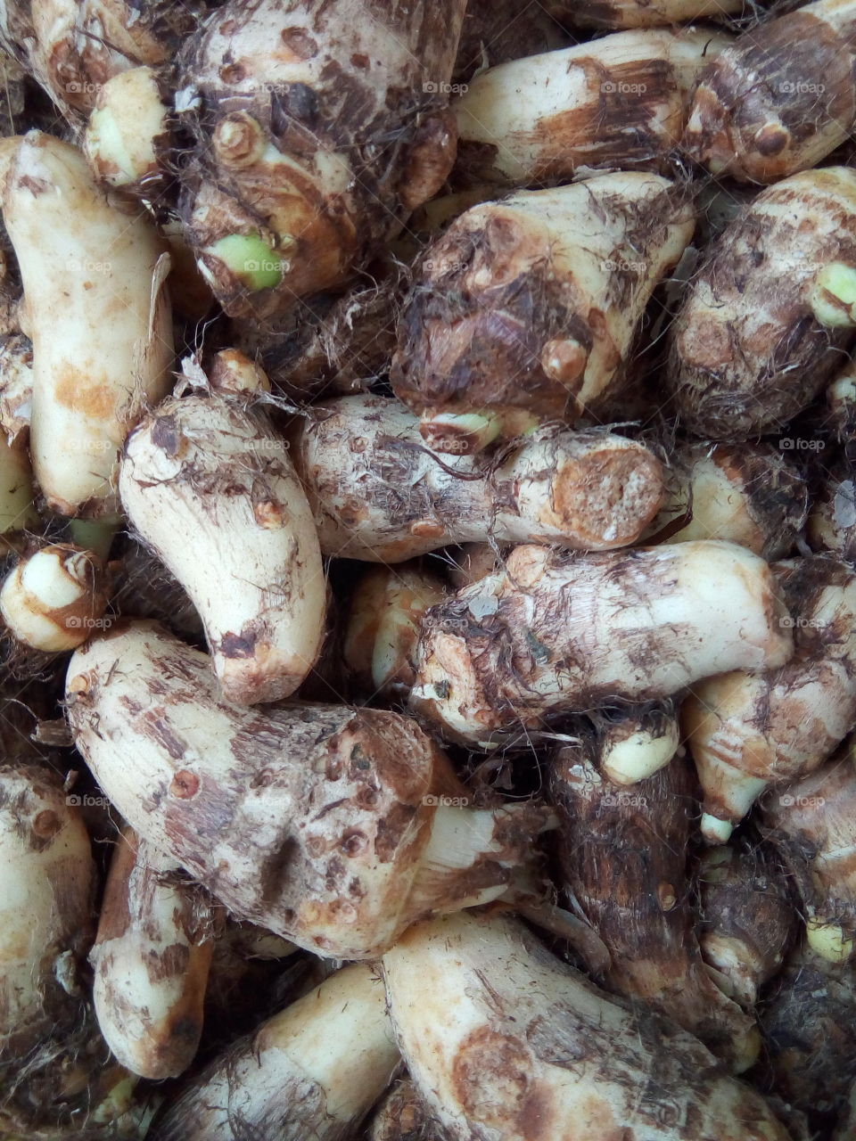 colocasia or taro or eddo is a green tasty vegitable