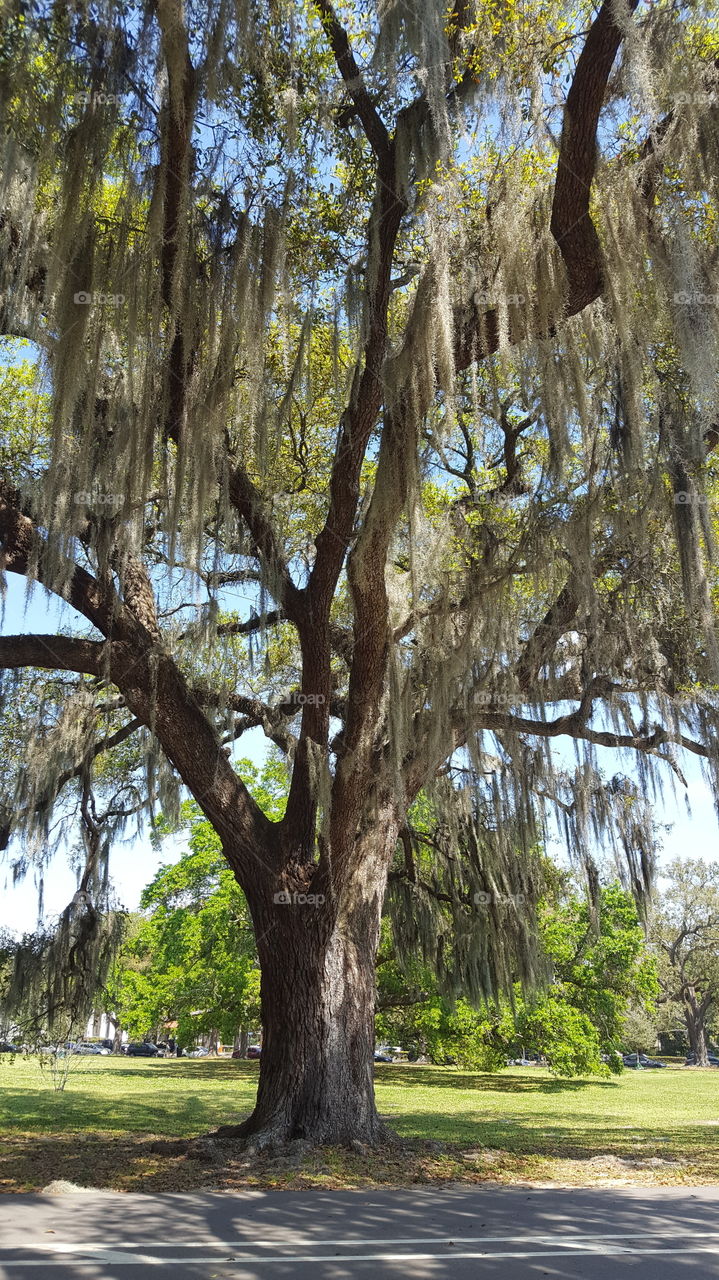 Audubon Park, New Orleans
