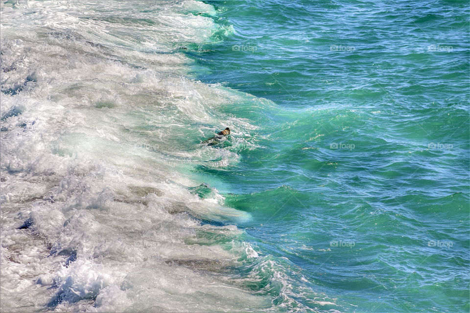 Seal Between waves