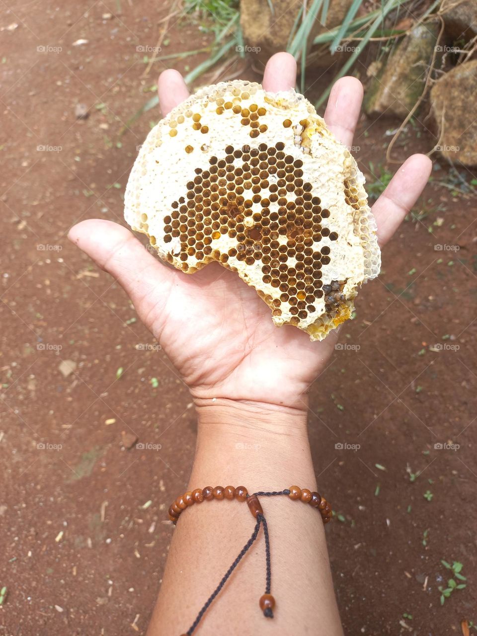 Wasp nest in the palm of the hand