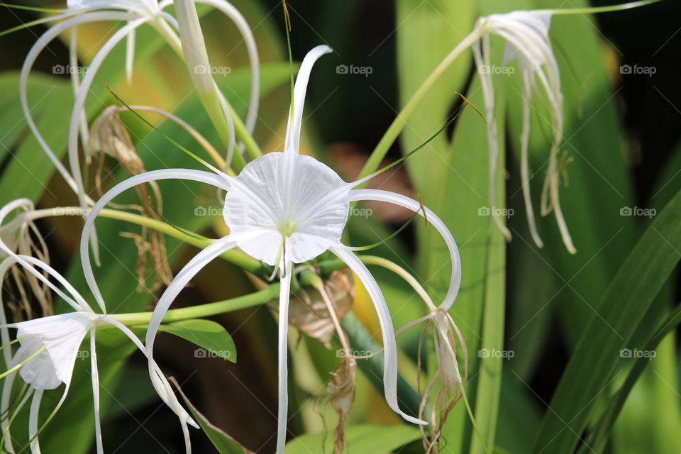 Exotic white flowers at Pattaya Thailand 
