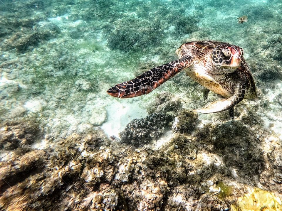 Snorkeling with a turtle in the sea
