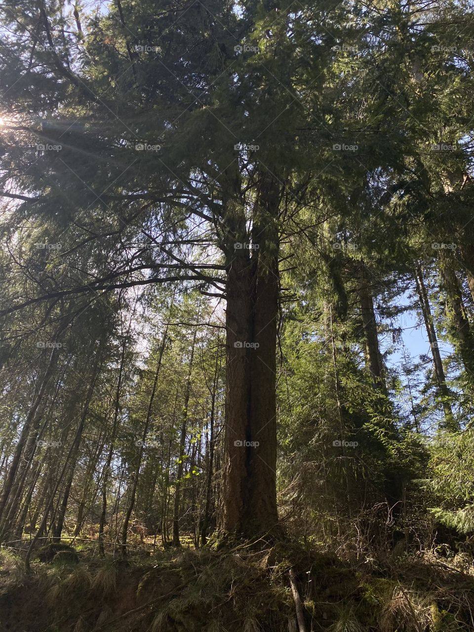 Split down the middle.