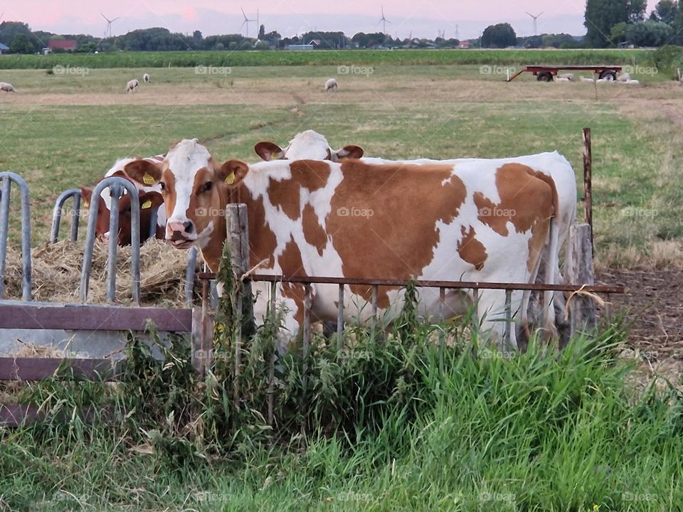 Calf looks into the camera