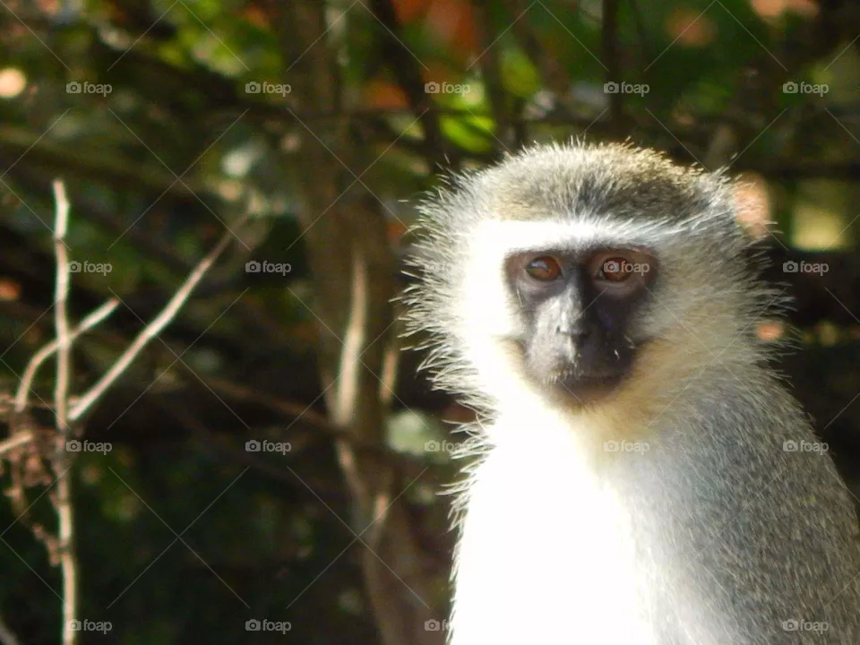 Monkey