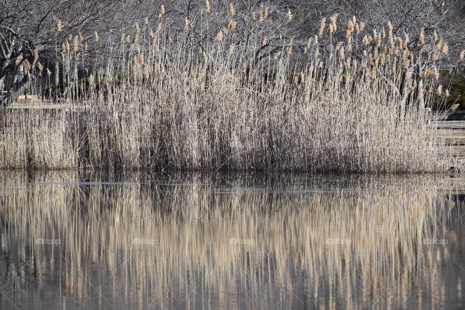 Reflections of reeds on pond