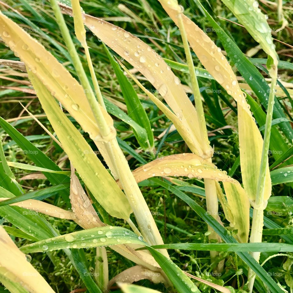 Close-Up Tall Grass