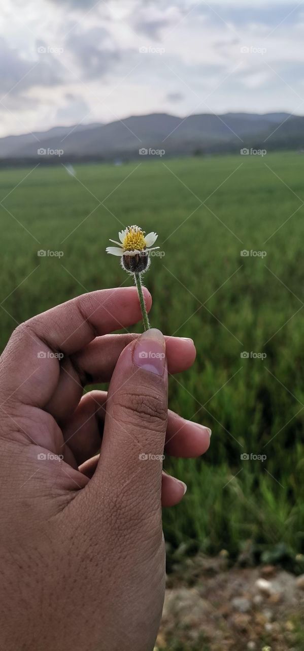 Single flower