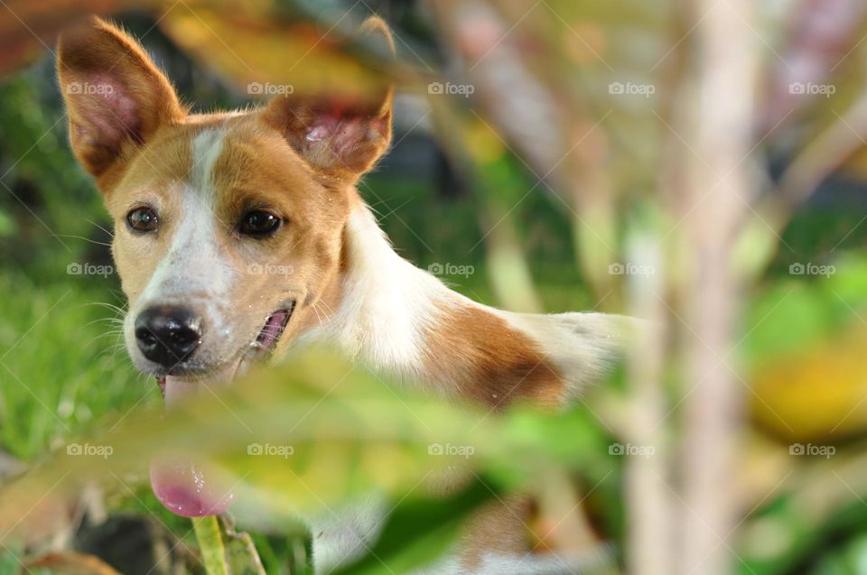 Lovely dog❤