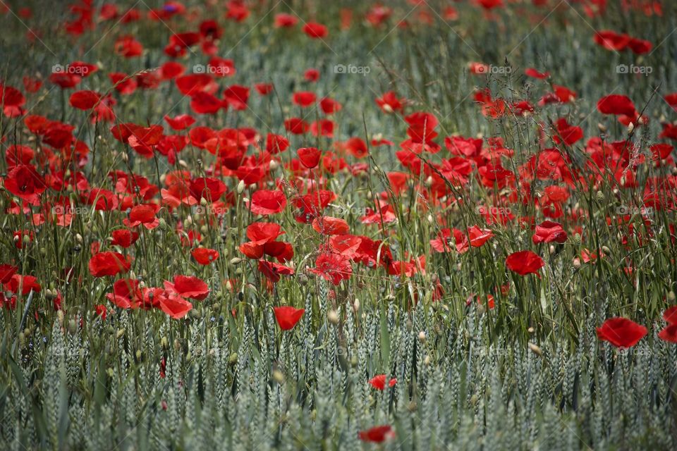Red poppies field