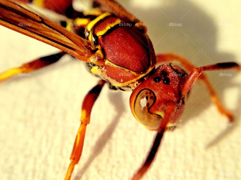 Florida Wasp