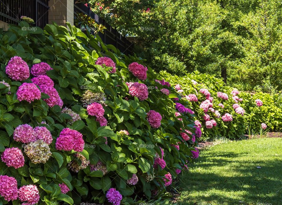 Scenic garden with pink flowers