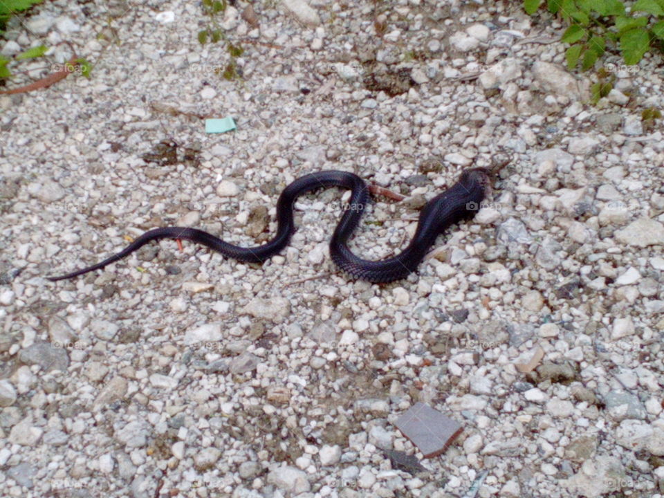 Cobra eating a bird!!