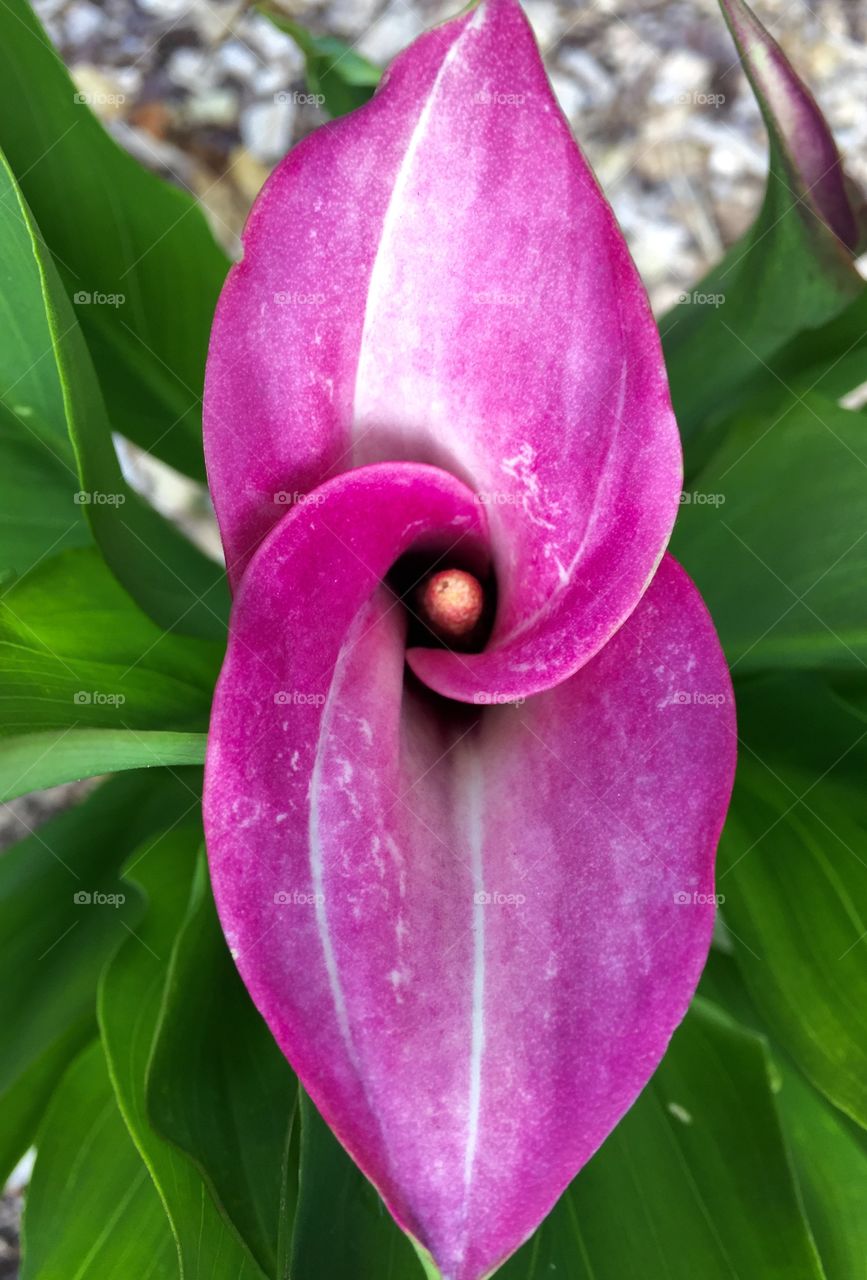 Elevated view of calla lily