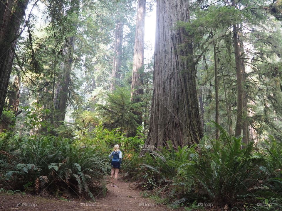 Redwoods hike 