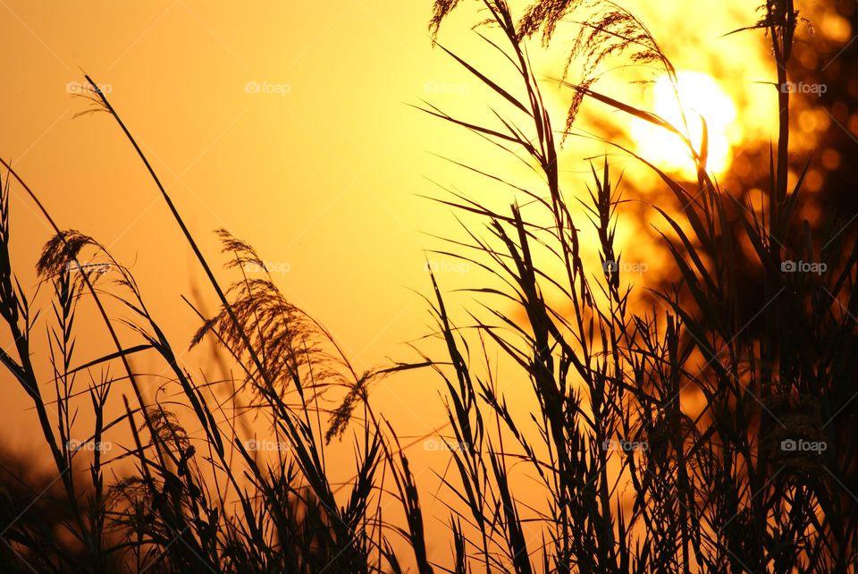 The golden sunset trickling it’s way through the long grass 