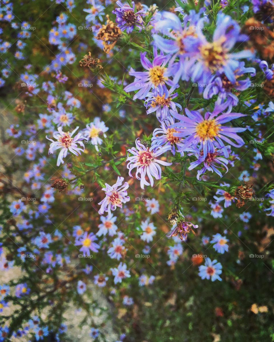 Wild flowers 