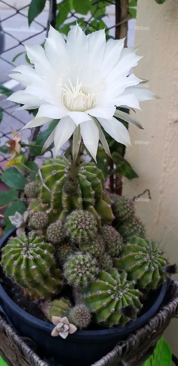 Amazing  flower