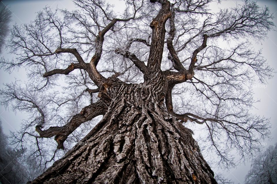 Fisheye of the tree in the park