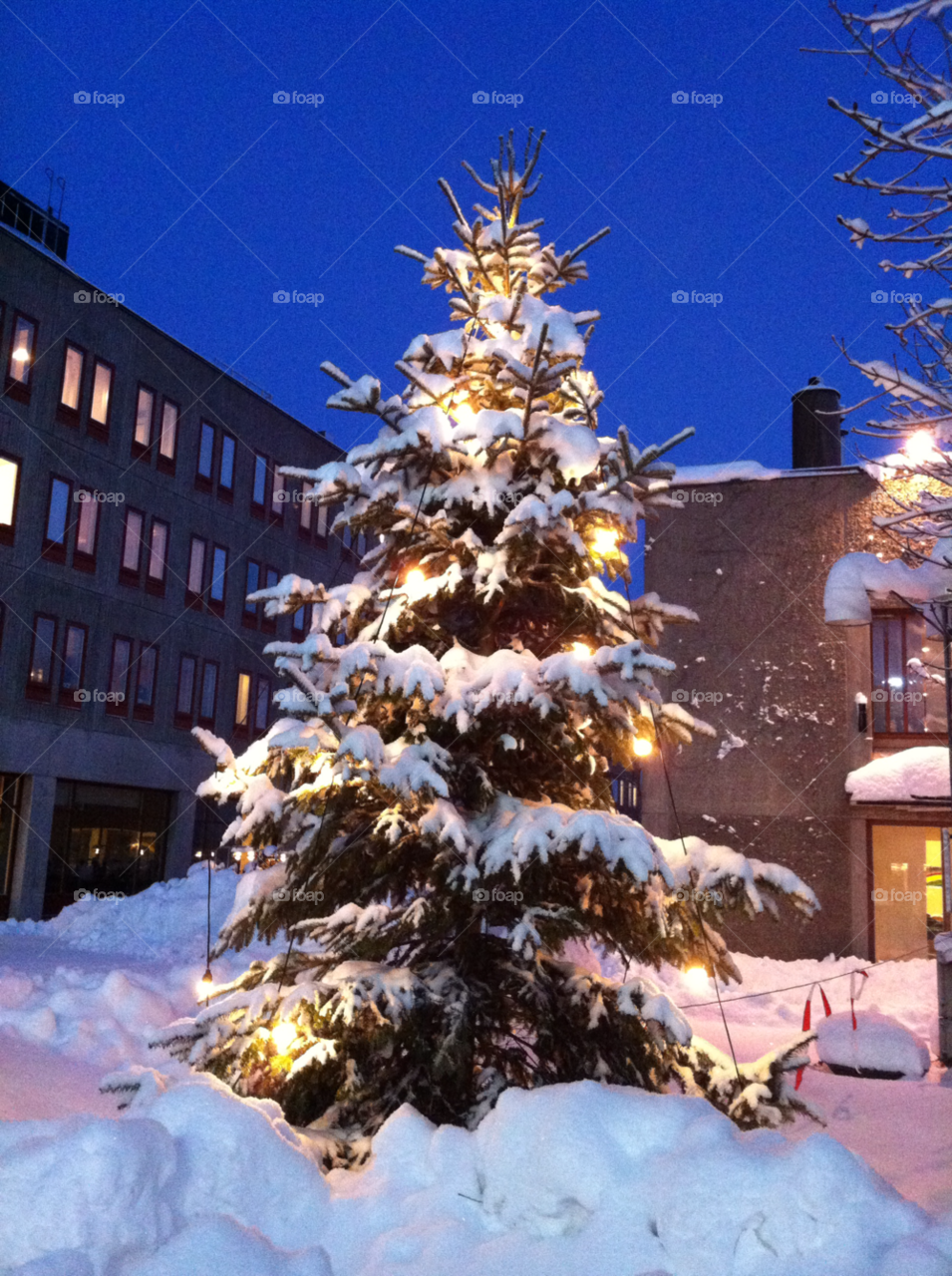 stockholm julgran en mysig vinter morgon by Drakneid