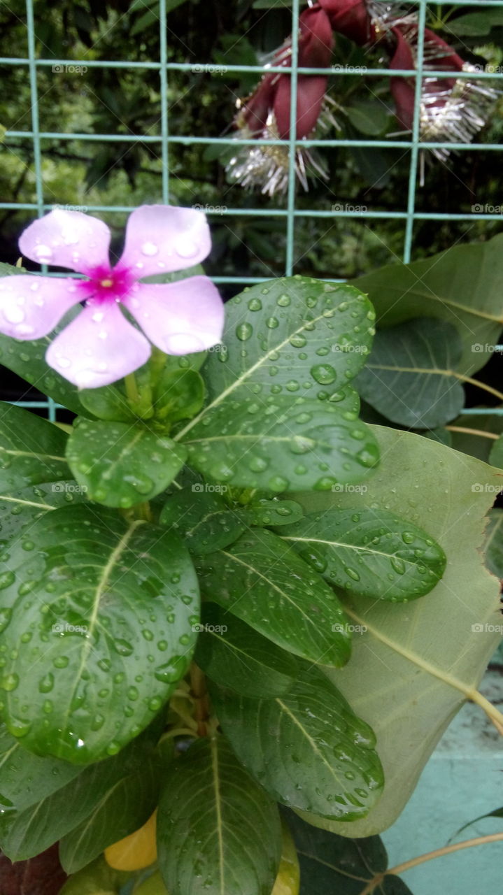 waterdrop purple Flower botany