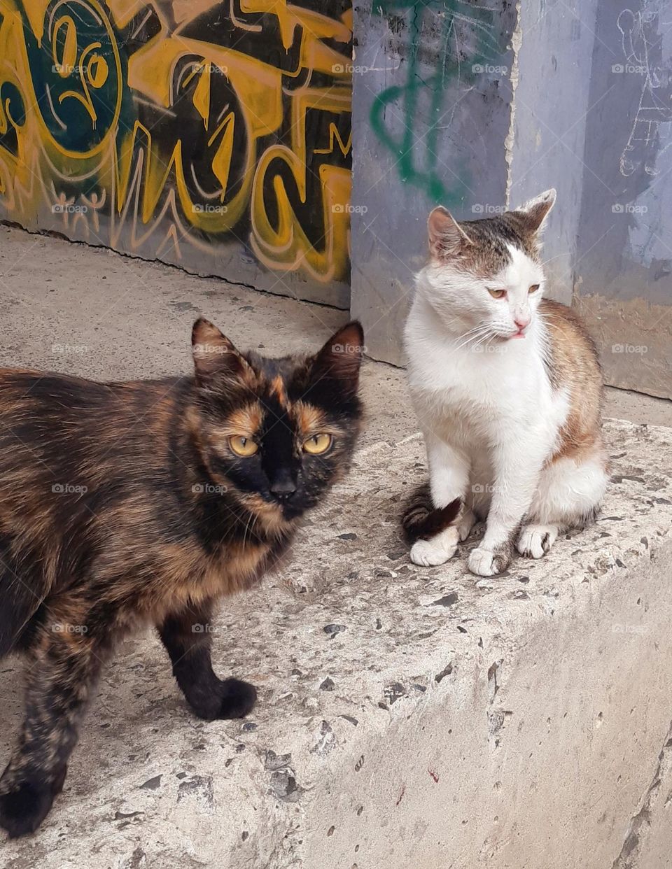 two cats walking alone