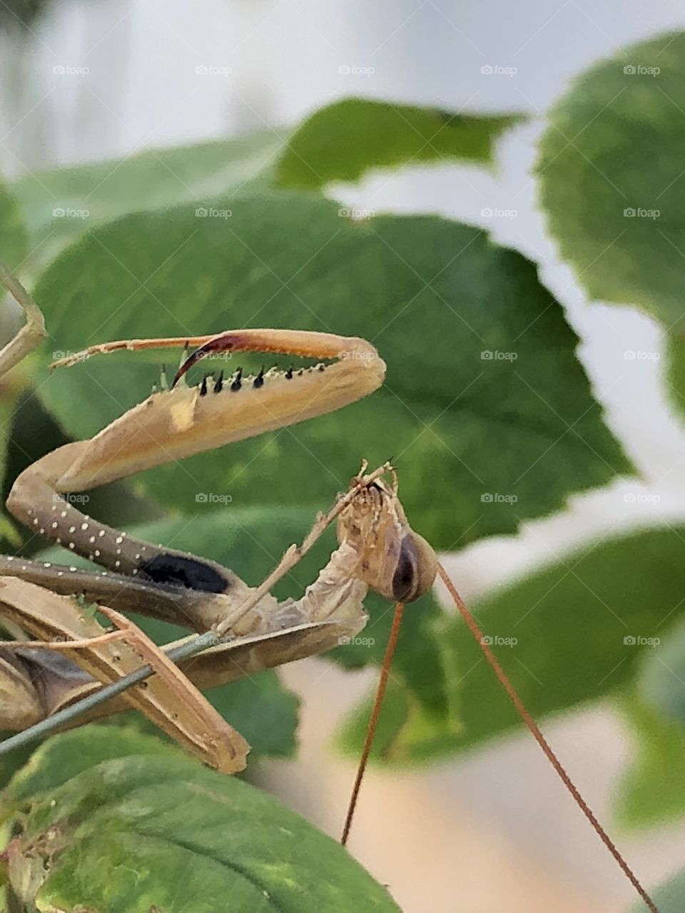 Preying mantis