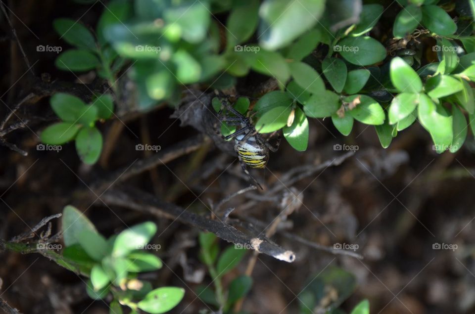 Tigerspider / Waspspider.