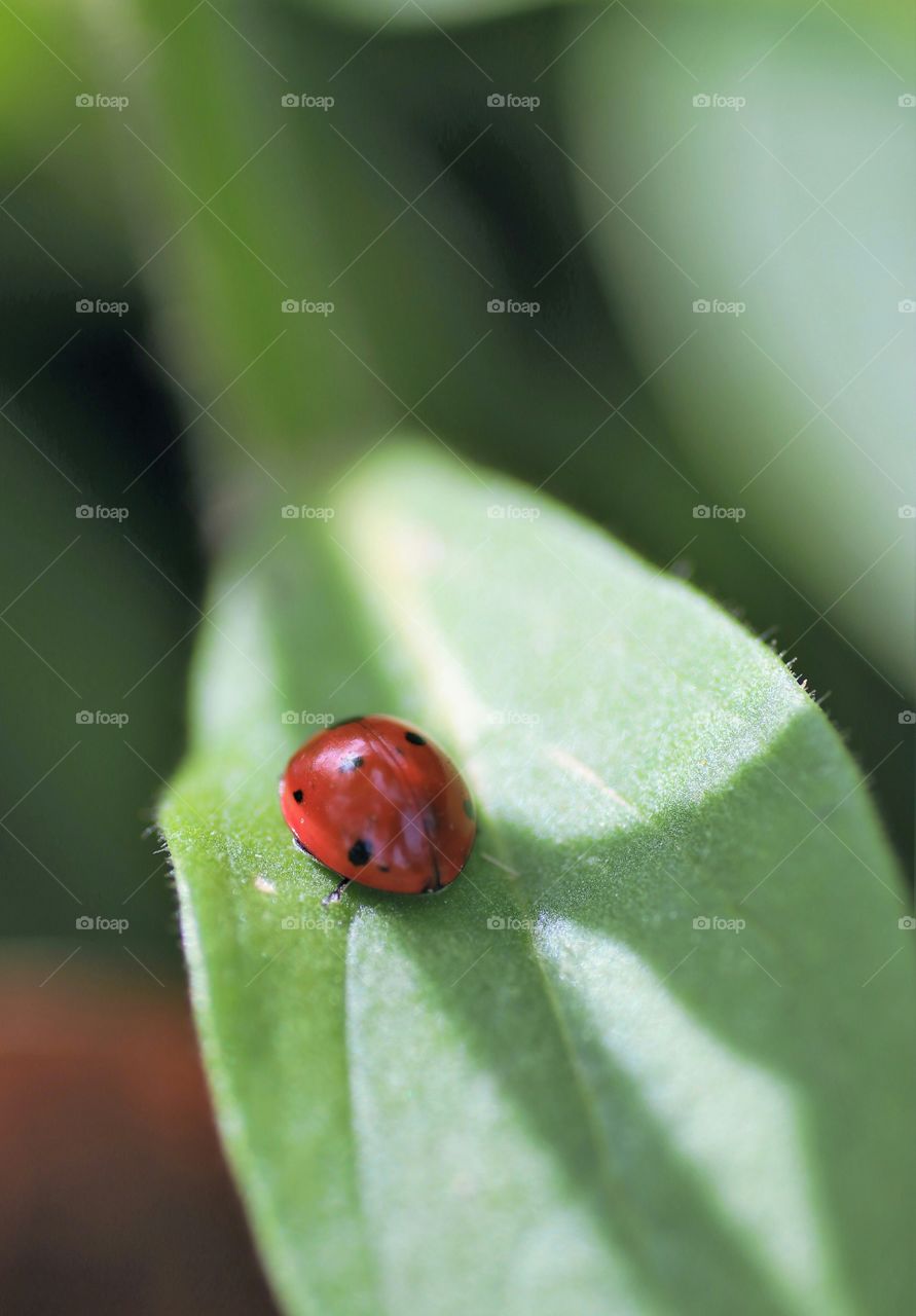 Ladybird on the leaf