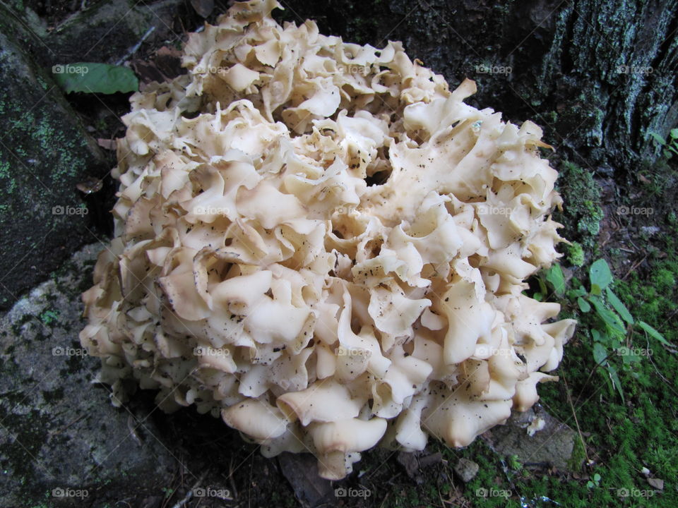 Fungus 