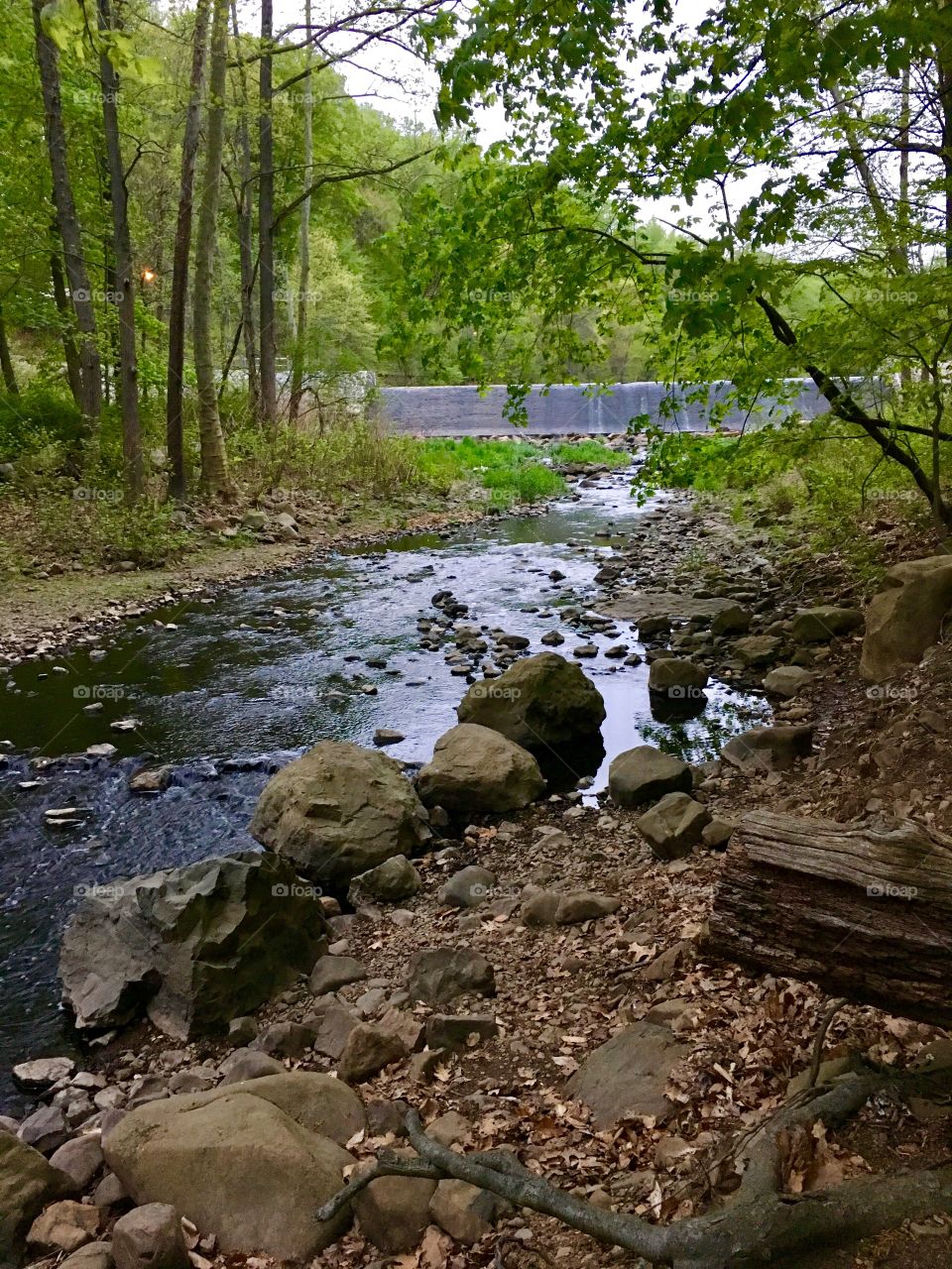 Little Stream 